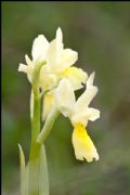 Orchis pauciflora